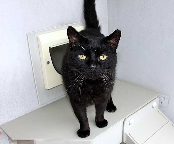 black cat RSPCA Cornwall animal charity.jpg